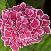 Hydrangea macrophylla Tivoli