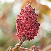 Rhus typhina Stags Horn Sumach