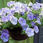 Hanging Basket Surfinia Var. Sunsolos Petunia Hybrid Blue Vein