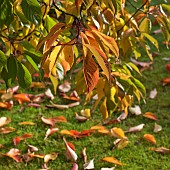 Tree Prunus Pandora