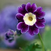 Primula auricula Joyce