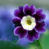 Primula auricula Joyce