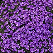 Aubrieta Cascade Blue