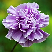 Carnation Dianthus caryophyllus Moon