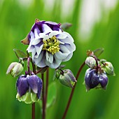 Aquilegia vulgaris Adelaide Addison Columbine Grannys Bonnet