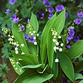 Lilly of the Valley Convallaria majalis