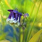 Aquilegia vulgaris Adelaide Addison Columbine Grannys Bonnet