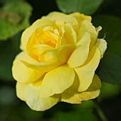 Rosa Golden Wedding