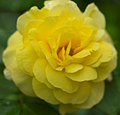 Rosa Golden Wedding