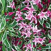 Weigela florida Variegata