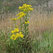 Oxford Ragwort, Cankerweed