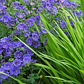 Geranium x Magnificum