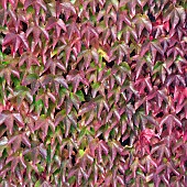 Parthenocissus tricuspidata, Boston Ivy