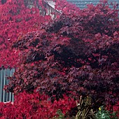 Acer palmatum Bloodgood