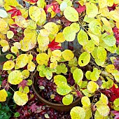 Cotinus coggygria Aurea