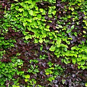 Copper Beach Fagus sylvatica and Hornbeam Carpinus betulus