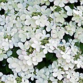 Viburnum plicatum Mariesii