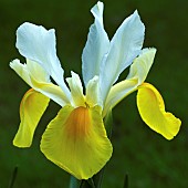 Iris Apollos Touch