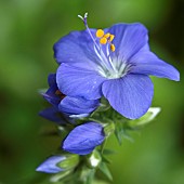 Polemonium careruleum Jacobs ladder