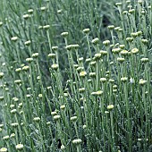 Santolina chamaecyparissus, Cotton Lavender