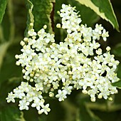 Sambucus nigra Madonna