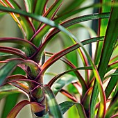 Houseplant Dracaena Marginata