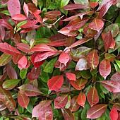 Photinia x fraseri Red Robin