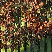 Copper Beech Fagus sylvatica