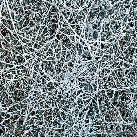 Winter_frost_covered_foliage_and_web