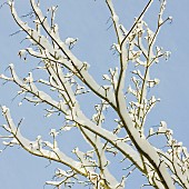 Heavy snow covered tree branches against a clear blue sky.