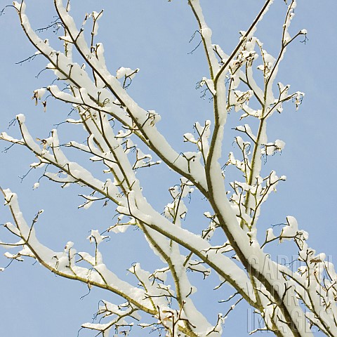 Heavy_snow_covered_tree_branches_against_a_clear_blue_sky