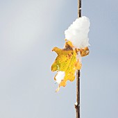 Single Oak leaf and branch in snow