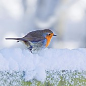 Robin sat on a snow covered garden fence