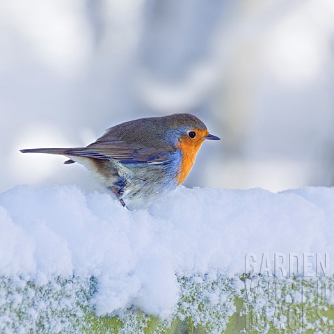 Robin_sat_on_a_snow_covered_garden_fence
