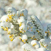 Common Gorse