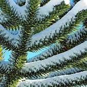 Monkey Puzzle tree Araucaria Araucana