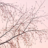 Bare Silver Birch trees top branches