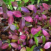 Evergreen shrubs Hydrangea Mowe in colourful border in a late autumn garden in November