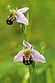 Bee Orchid Ophrys Apifera Wildflowers