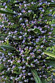 Echium pininana Blue Steeple