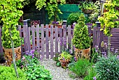 Picket fence and gate treated with lavender wood preservative, various mature trees and shrubs vibrant young green foliage, hanging basket in complimentary colour at High Meadow Garden in late spring (Mid May) Staffordshire