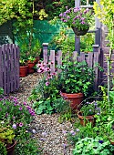 Picket fence and gate treated with lavender coloured wood preservative, High Meadow Garden in summer Staffordshire