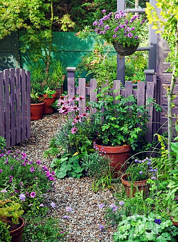 Picket_fence_and_gate_treated_with_lavender_coloured_wood_preservative_High_Meadow_Garden_in_summer_