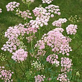 Chaerophyllum hirsutum Pink Cow Parsley