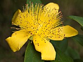 Hypericum, St John Wort