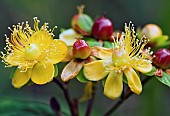 Hypericum, St Johns Wort