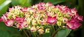 Hydrangea macrophylla Hortensia