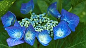 Hydrangea macrophylla Blaumeise