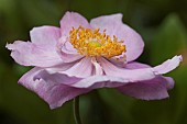 Anemone japonica Queen Charlotte