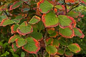 Witch Hazel Hamamelis x Intermedia Hiltingburyl